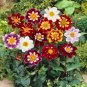 25 Pcs Dahlia Dandy Mix Seeds