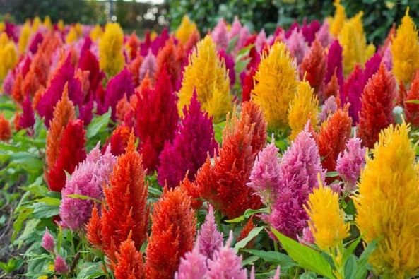 50 Pcs Celosia Seeds Pampas Plume Mix