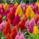 50 Pcs Celosia Seeds Pampas Plume Mix