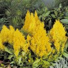 25 Pcs Celosia Seeds Plumosa Glitters Yellow