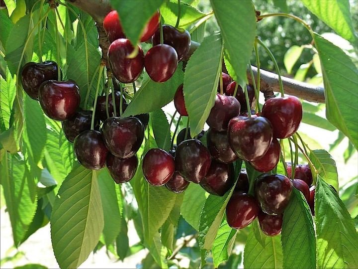 5 Pcs Mazzard Cherry Tree Seeds