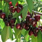 5 Pcs Mazzard Cherry Tree Seeds