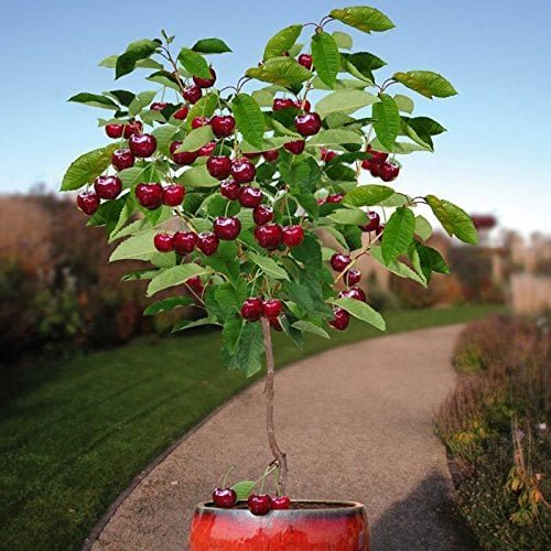 10 Pcs Cherry Indoor Tree Seeds Bonsai