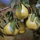 25 Pcs Pyrus Communis Pear Tree Seeds European Pear
