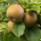 10 Pcs Asian Pear Chinese Sand Pear Tree Seeds Pyrus Pyrifolia
