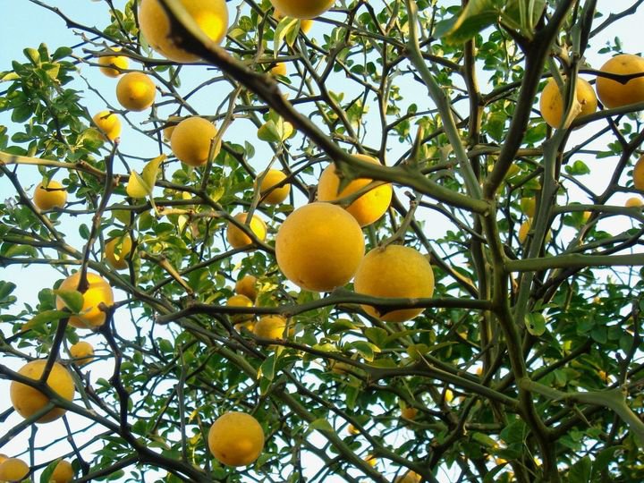 5 Pcs Trifoliate Orange Tree Seeds