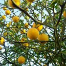 5 Pcs Trifoliate Orange Tree Seeds