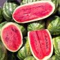 26 Pcs Klondike Striped Watermelon Seeds