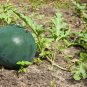 100 Pcs Sugar Baby Watermelon Seeds