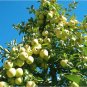 5 Pcs Golden Delicious Apple Seeds