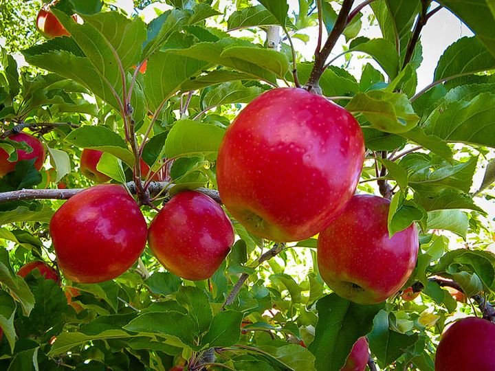 5 Pcs Pink Lady Apple Seeds