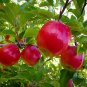 5 Pcs Pink Lady Apple Seeds