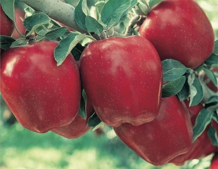 10 Pcs Red Delicious Apple Seeds