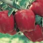 10 Pcs Red Delicious Apple Seeds