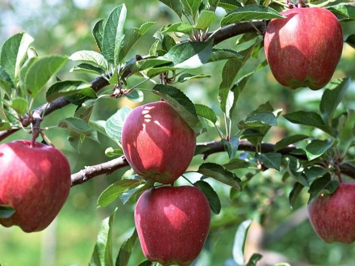 10 Pcs Gala Apple Fruit Tree Seeds