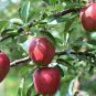 10 Pcs Gala Apple Fruit Tree Seeds