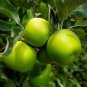 5 Pcs Granny Smith Apple Fruit Tree Seeds