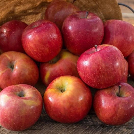 10 Pcs Fuji Apple Fruit Tree Seeds