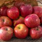 10 Pcs Fuji Apple Fruit Tree Seeds
