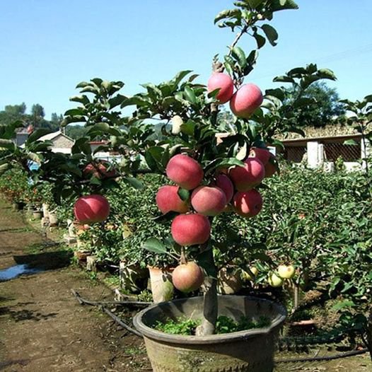 20 Pcs Bonsai Apple Tree Seeds