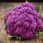 50 Pcs Purple Cauliflower Seeds