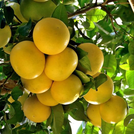 5 Pcs Yellow Grapefruit Citrus Seeds