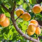 5 Apricot Seeds Fruit Tree