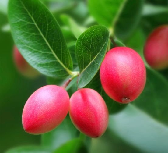 10 Pcs Natal Plum Seeds Carissa Macrocarpa