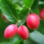 10 Pcs Natal Plum Seeds Carissa Macrocarpa