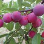5 Pcs Red Wild Plum Seeds