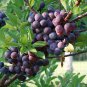 10 Pcs Beach Plum Seeds