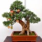 20 Pcs Bonsai Pomegranate Tree Seeds