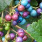 10 Pcs Porcelaine Grape Berry Vine Seeds