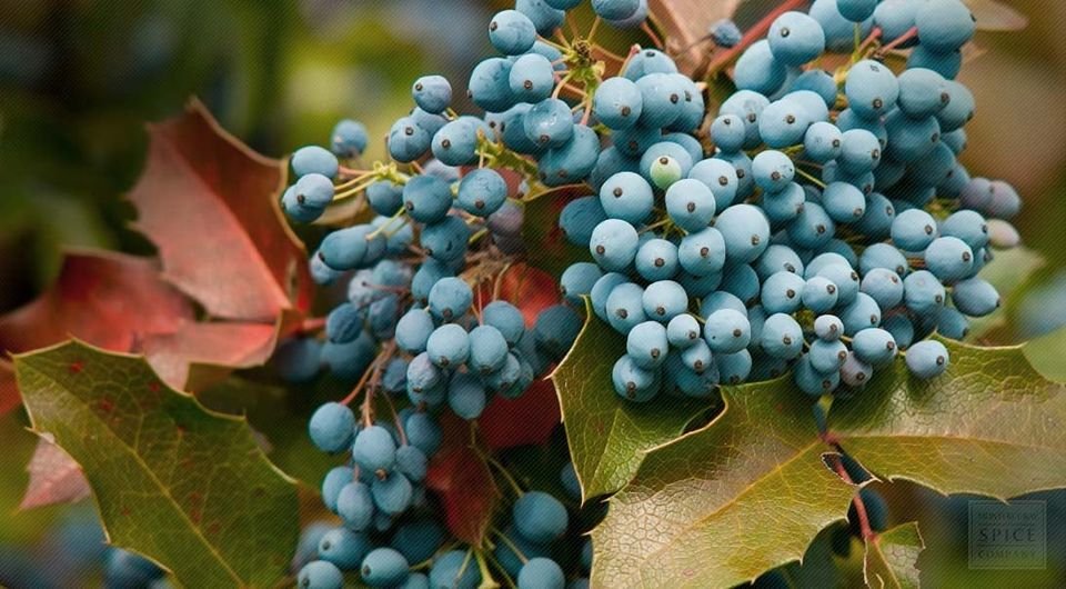 20 Pcs Oregon Grape Seeds