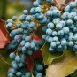 20 Pcs Oregon Grape Seeds