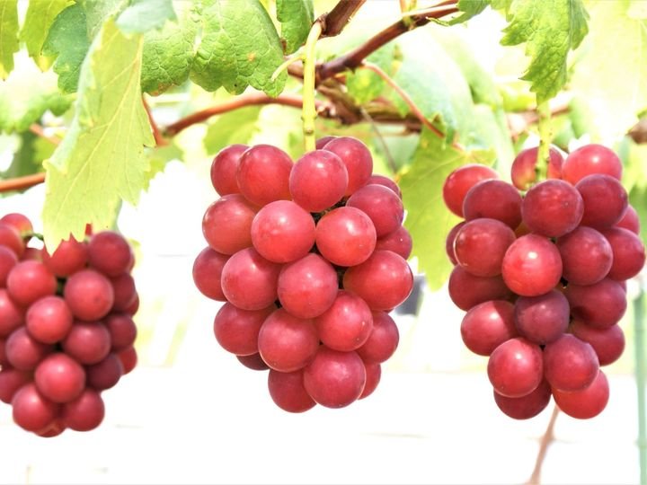 5 Pcs Ruby Roman Grapes Seeds