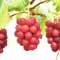 5 Pcs Ruby Roman Grapes Seeds