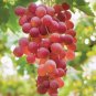 5 Pcs Catawba Grape Seeds