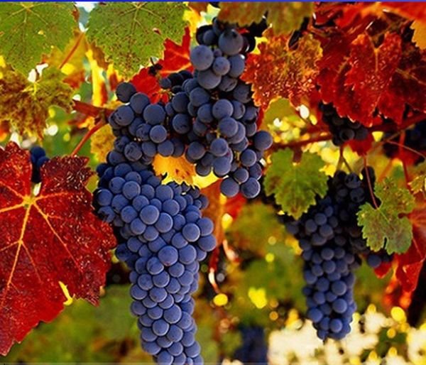 5 Pcs Cabernet Sauvignon Grape Seeds