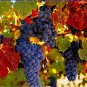 5 Pcs Cabernet Sauvignon Grape Seeds