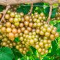 6 Pcs Bronze Muscadine Grape Seeds