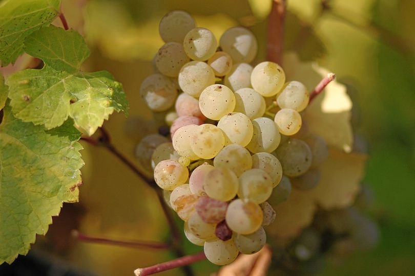 5 Pcs Riesling Grape Seeds