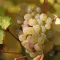 5 Pcs Riesling Grape Seeds