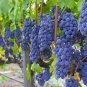 50 Pcs Isabella Grape Seeds
