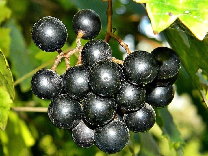 20 Pcs Black Muscadine Grape Seeds