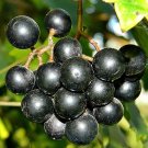 20 Pcs Black Muscadine Grape Seeds