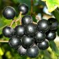20 Pcs Black Muscadine Grape Seeds