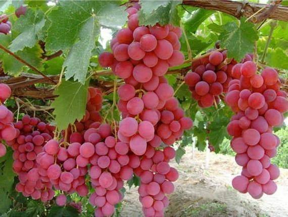 10 Pcs Large Red Globe Grapes Seeds