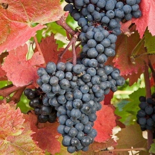 10 Pcs Amur Grape Seeds