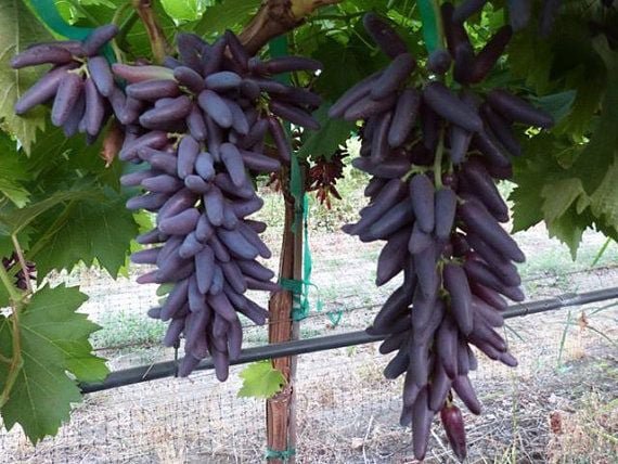 20 Pcs Purple Finger Grape Seeds